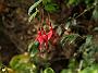 Fuchsia magelanica Ricartonii